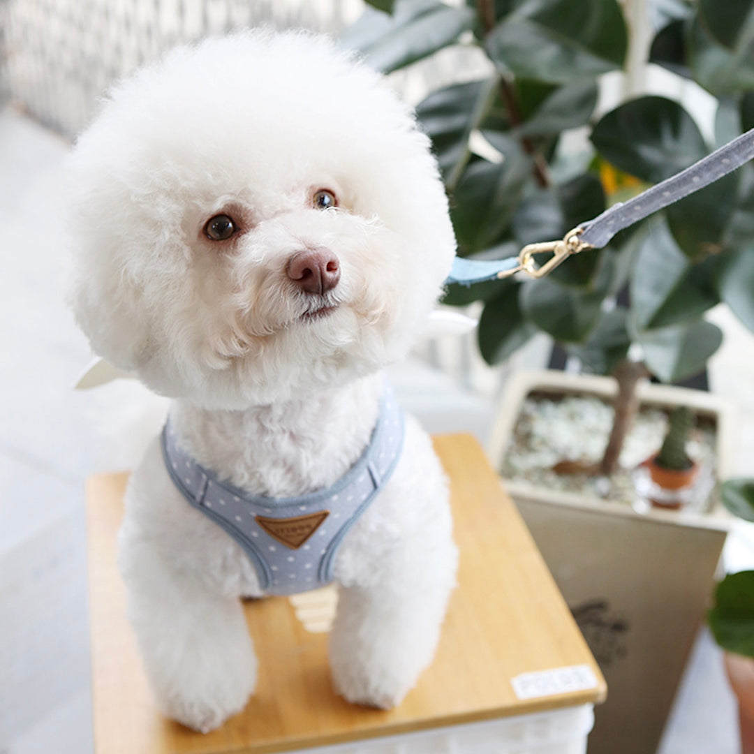 ※予約販売【ITS DOG】Sweetie Angel Harness（Blue）
