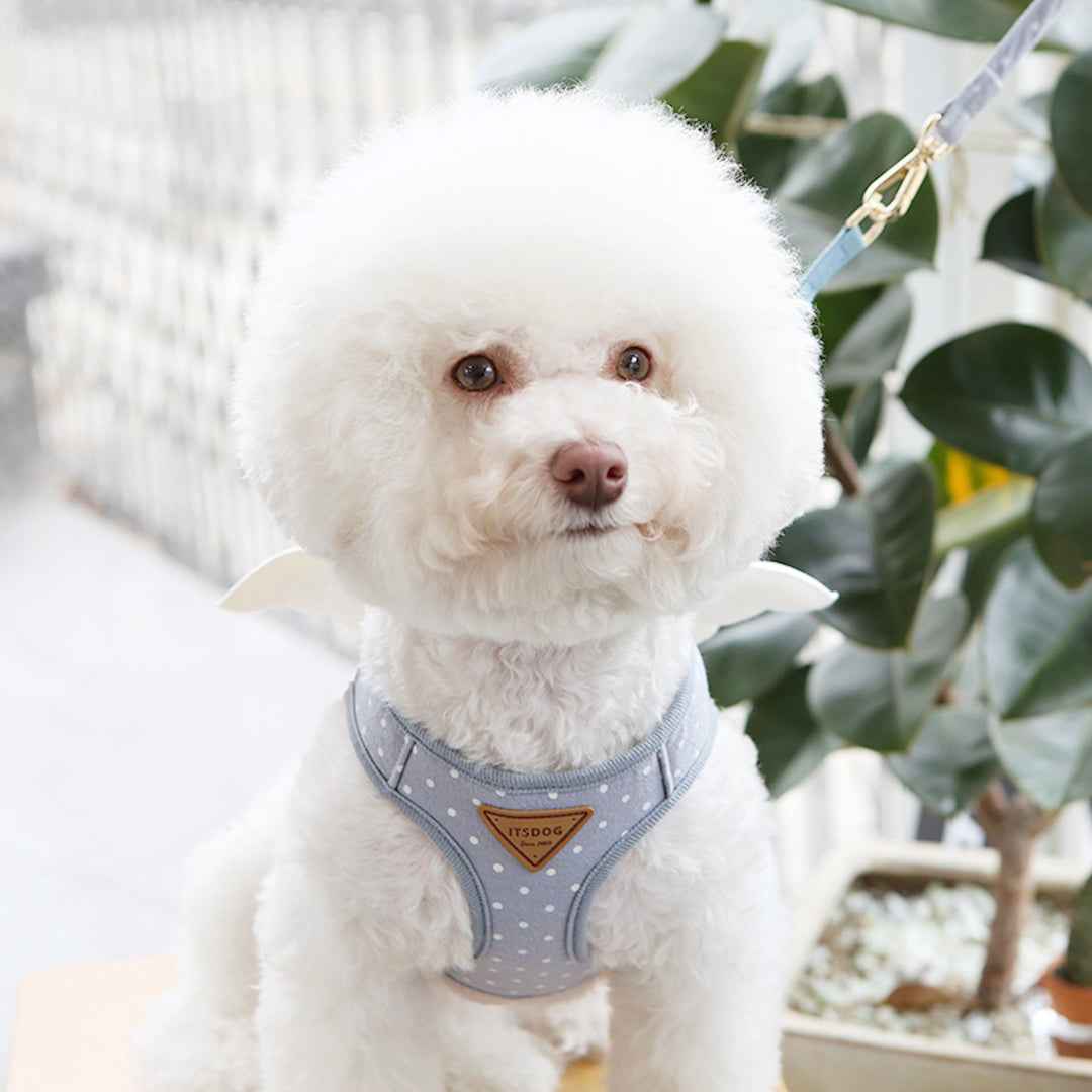 ※予約販売【ITS DOG】Sweetie Angel Harness（Blue）