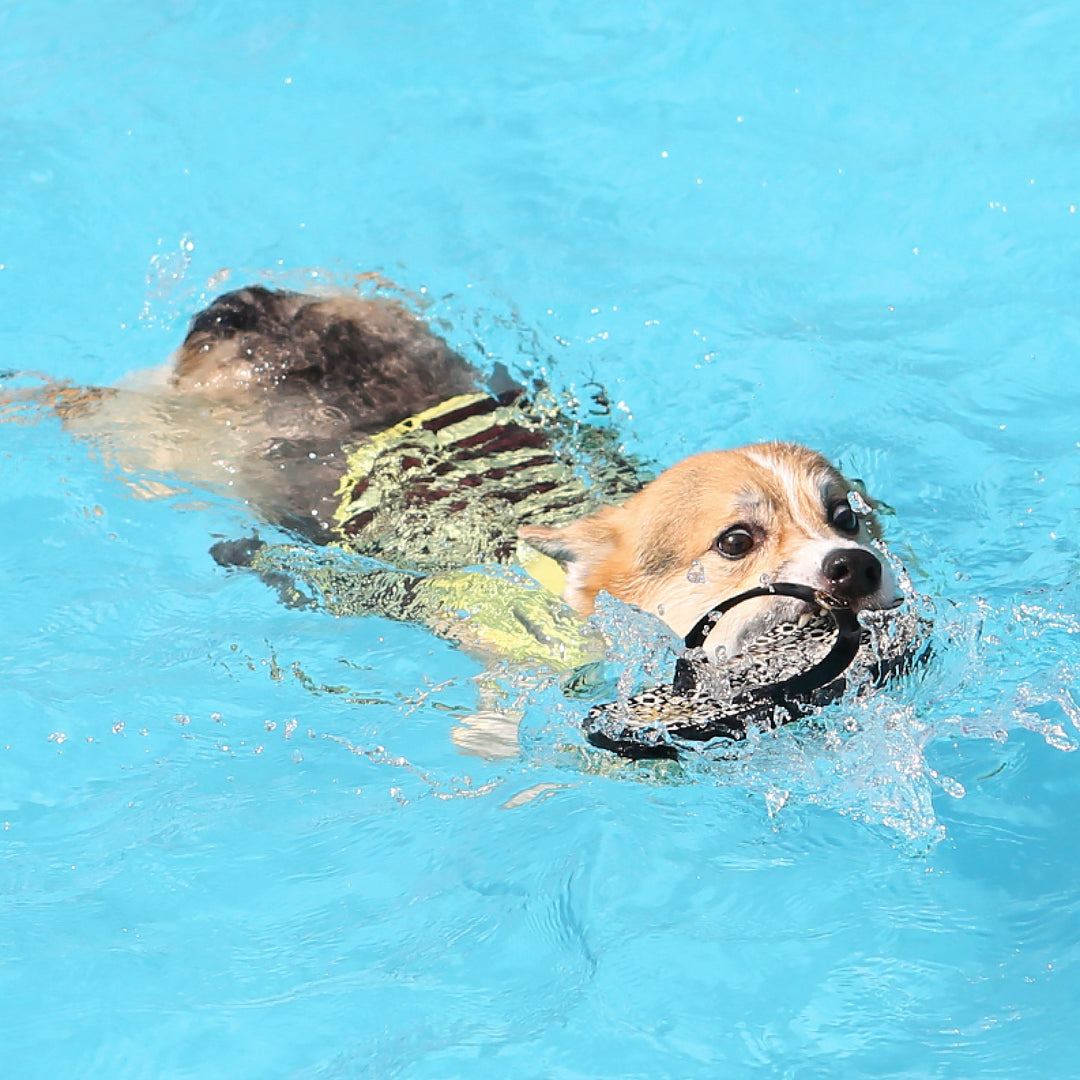 ※予約販売【ITS DOG】Honeybee Rash Guard