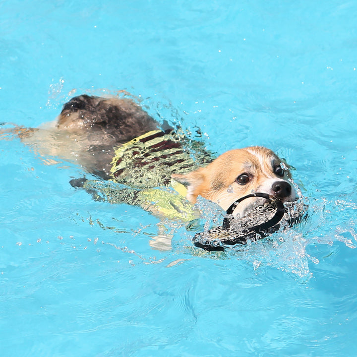 ※予約販売【ITS DOG】Honeybee Rash Guard