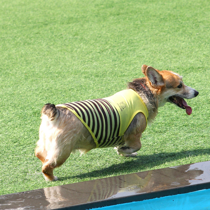 ※予約販売【ITS DOG】Honeybee Rash Guard