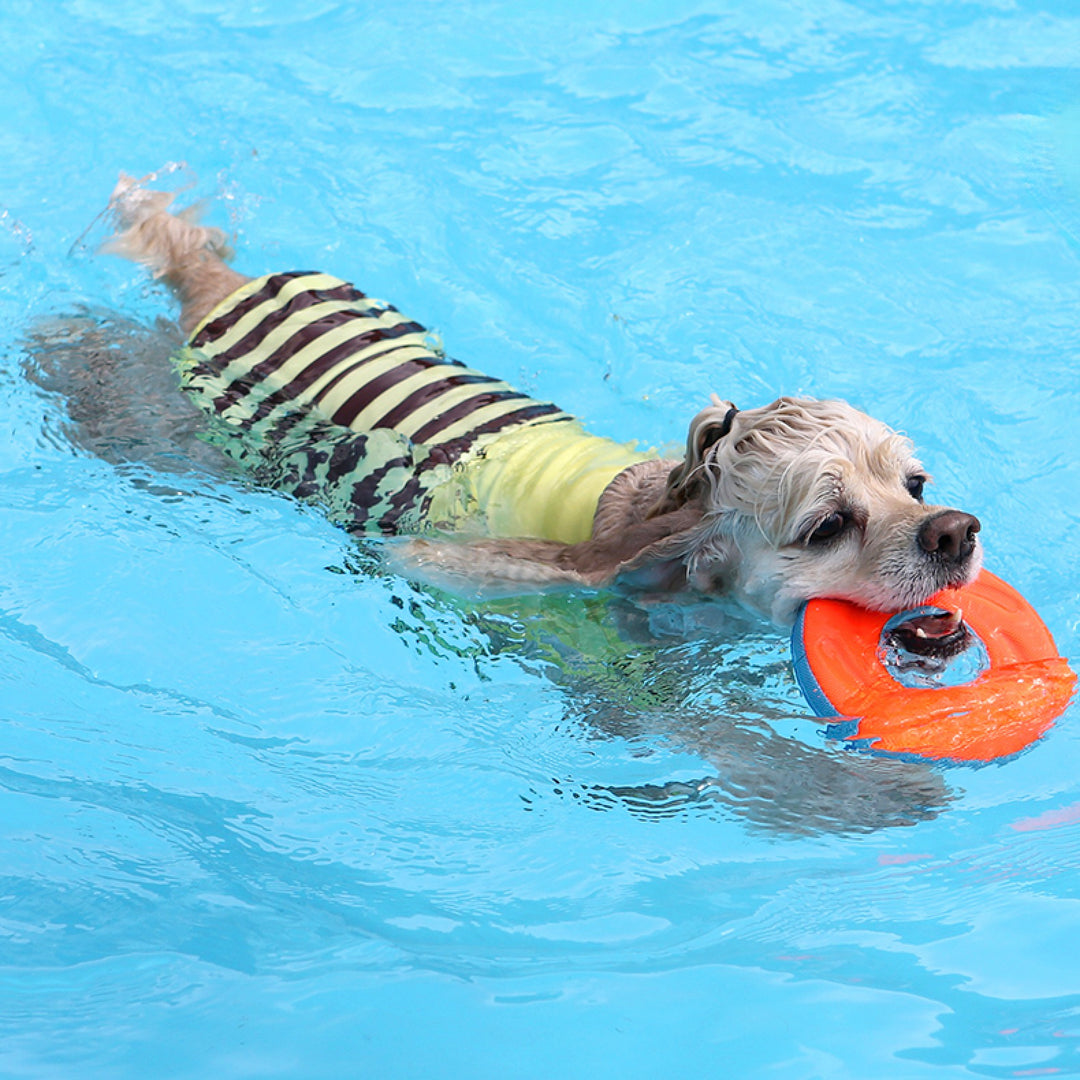 ※予約販売【ITS DOG】Honeybee Rash Guard