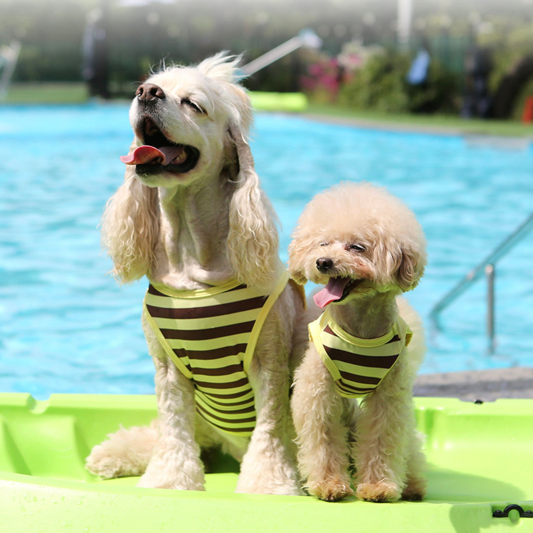 ※予約販売【ITS DOG】Honeybee Rash Guard