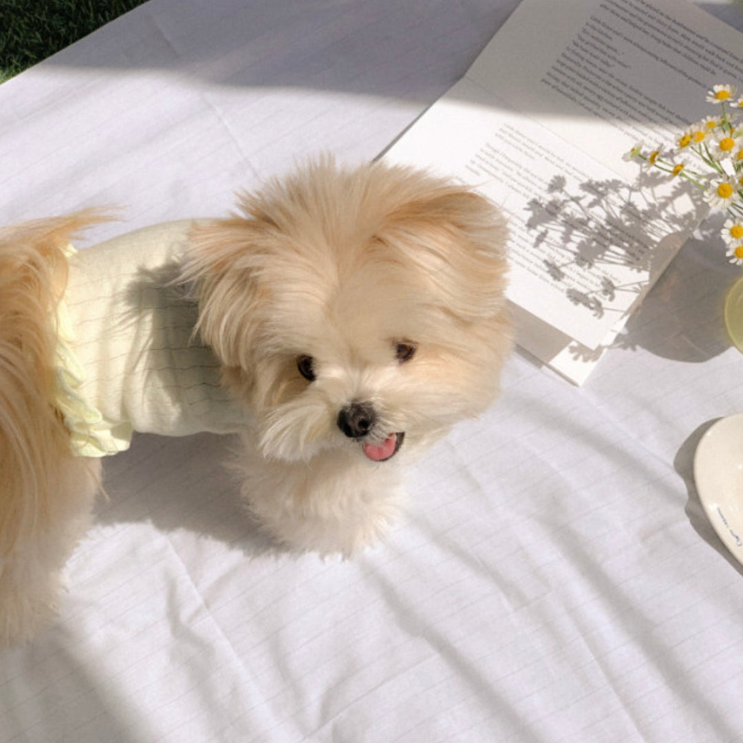 ※予約販売【OUNCE】Milk Frill Crop T（Yellow）