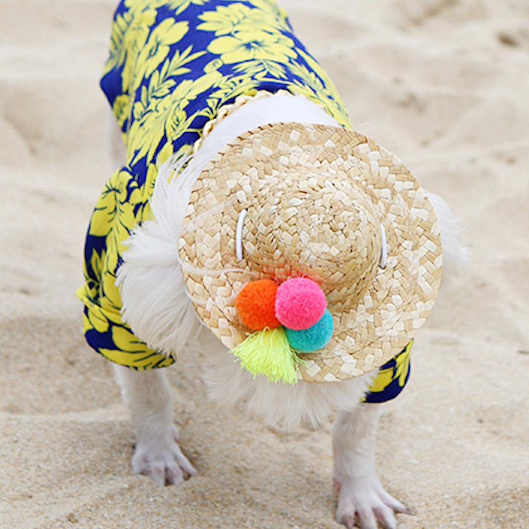 ※予約販売【ITS DOG】A straw hat made of gelato