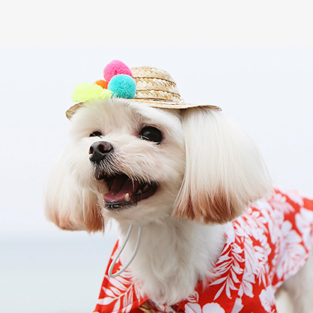 ※予約販売【ITS DOG】A straw hat made of gelato