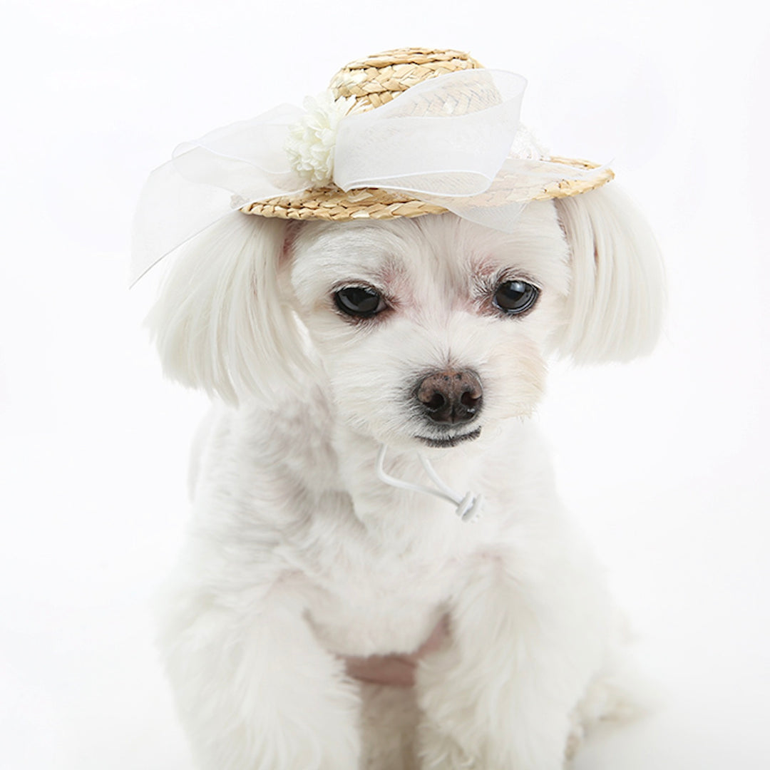※予約販売【ITS DOG】Lady Straw Hat