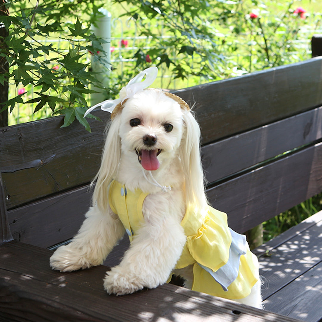 ※予約販売【ITS DOG】Lady Straw Hat