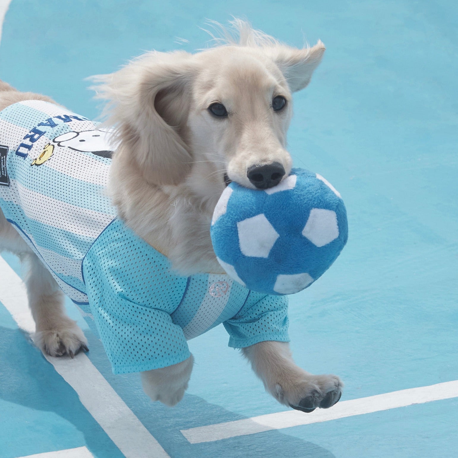 海外犬服 高品質なインポートのドッグウェア通販 
