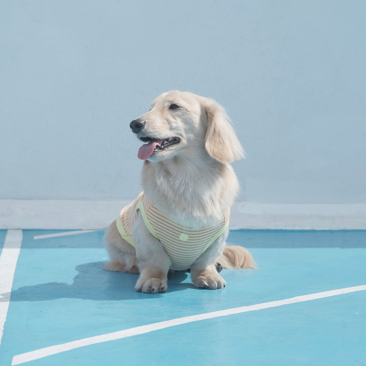 ※予約販売【ARUMARU】POCCHACCO × ARUMARU Pet Sleeveless（Yellow）