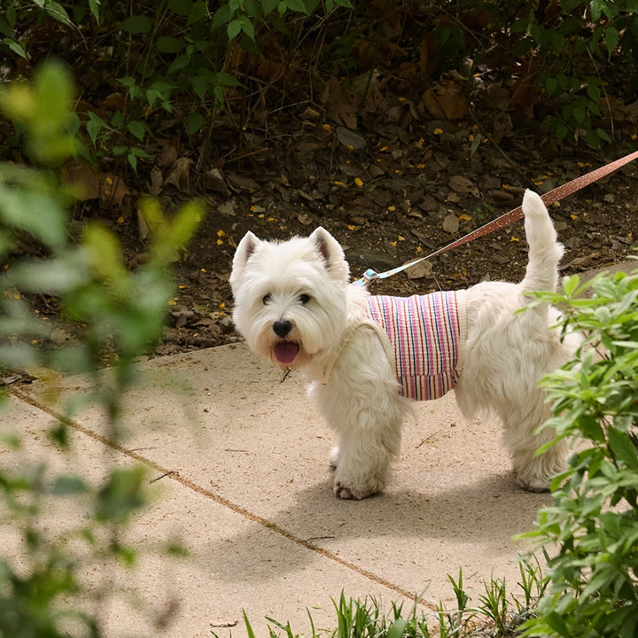 ※予約販売【andblank】A Stitch Stripe Crop Top（Pink）