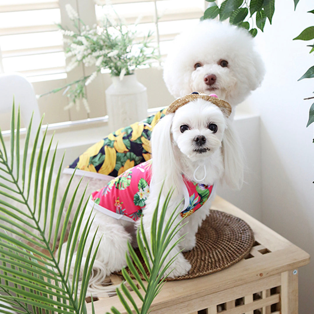 ※予約販売【ITS DOG】Aloha Rash Guard（Banana）