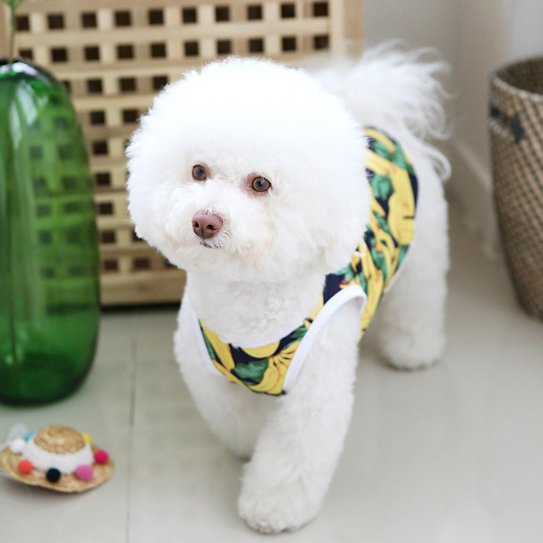 ※予約販売【ITS DOG】Aloha Rash Guard（Banana）