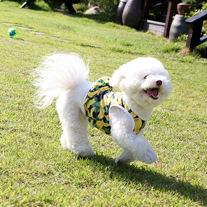 ※予約販売【ITS DOG】Aloha Rash Guard（Banana）