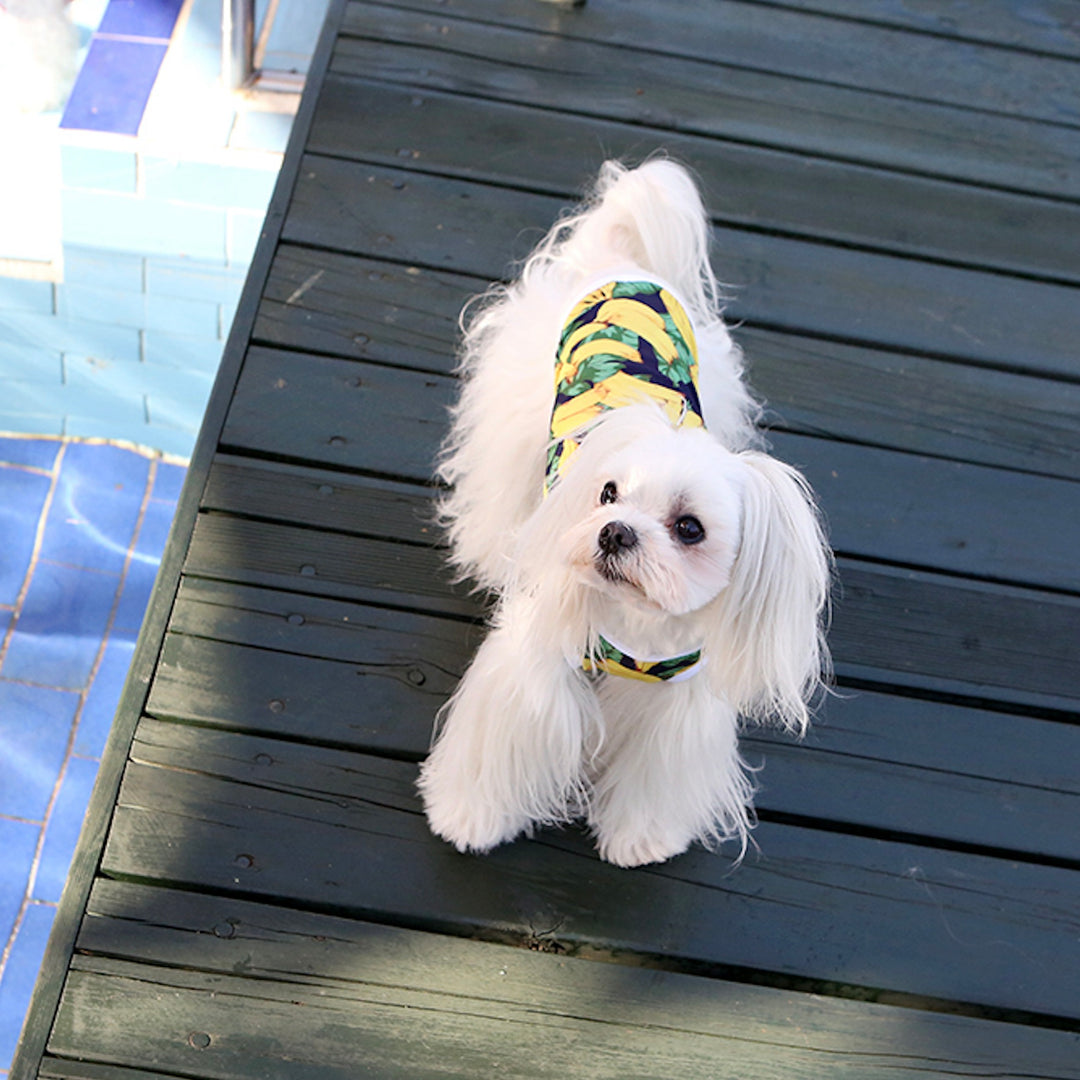 ※予約販売【ITS DOG】Aloha Rash Guard（Banana）