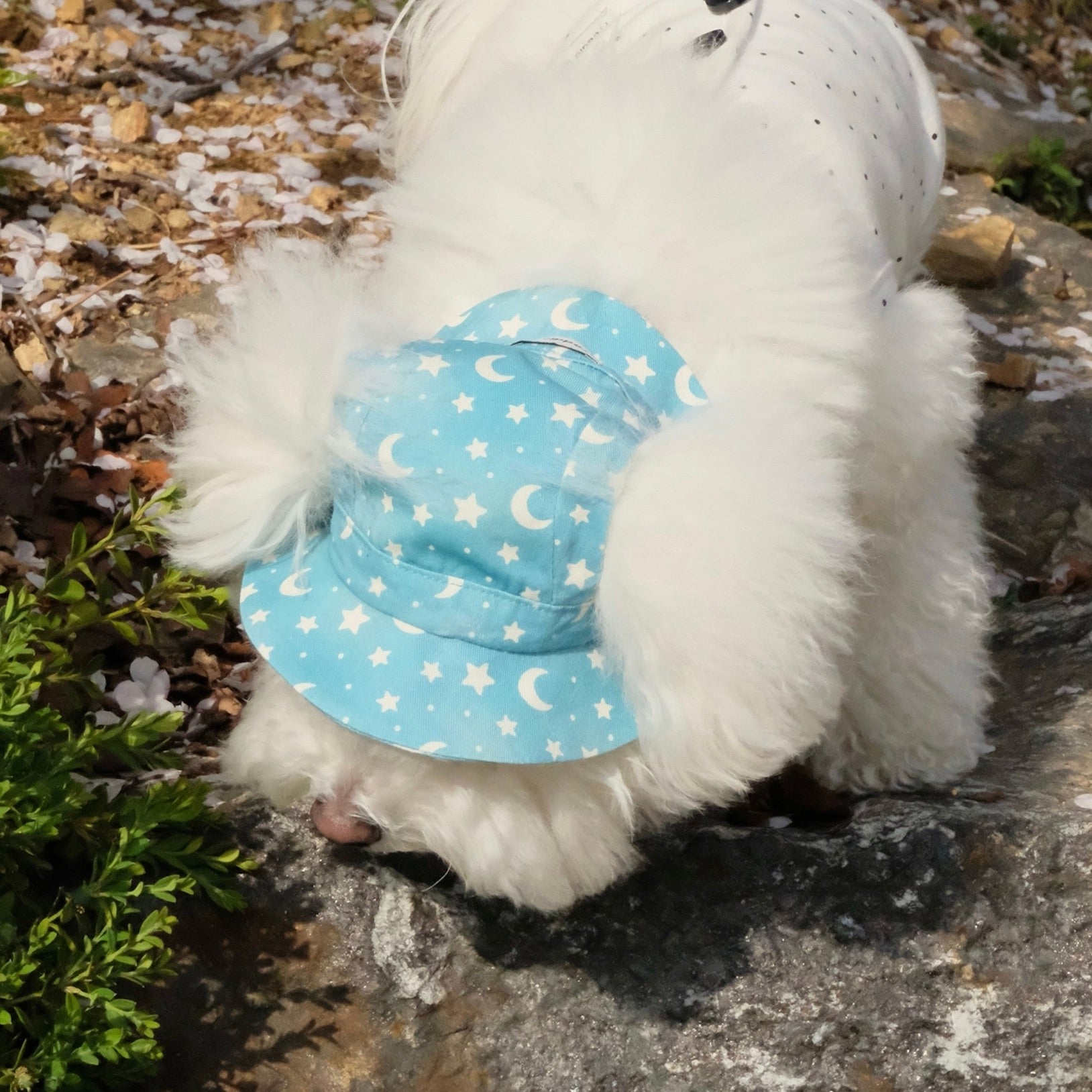 海外犬服 高品質なインポートのドッグウェア通販 
