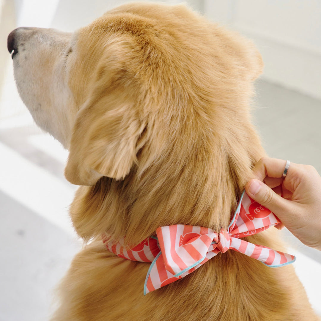 ※予約販売【munikund】COOL SCARF（Candy Orange）