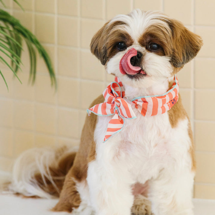 ※予約販売【munikund】COOL SCARF（Candy Orange）