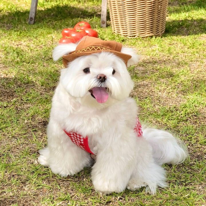 ※予約販売【FREDDIE TALE】Howdy Bucket Hat