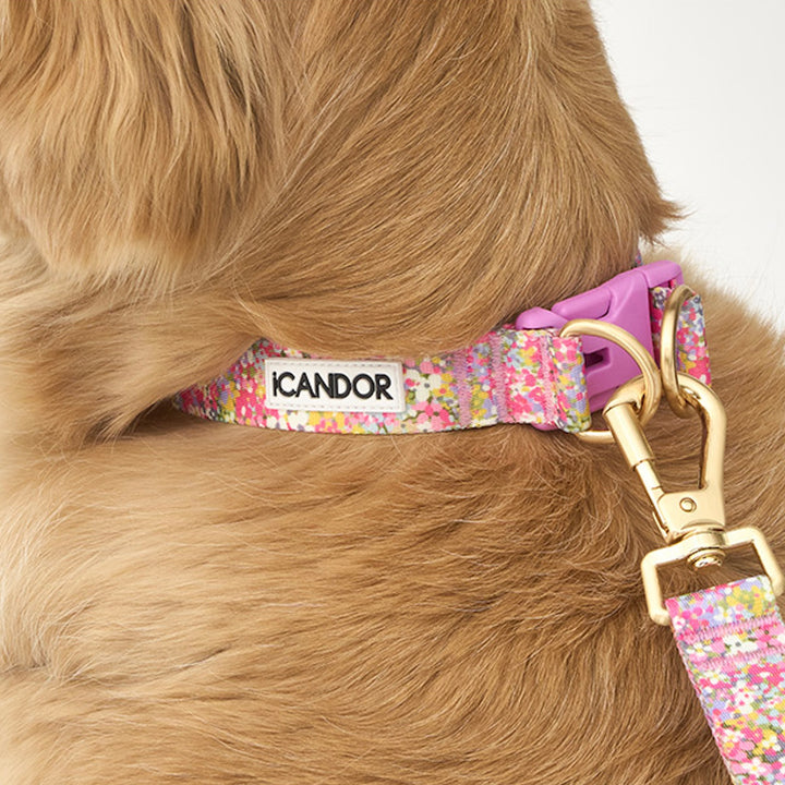 ※予約販売【iCANDOR】Gentle Collar Dual（FLORA）S/M
