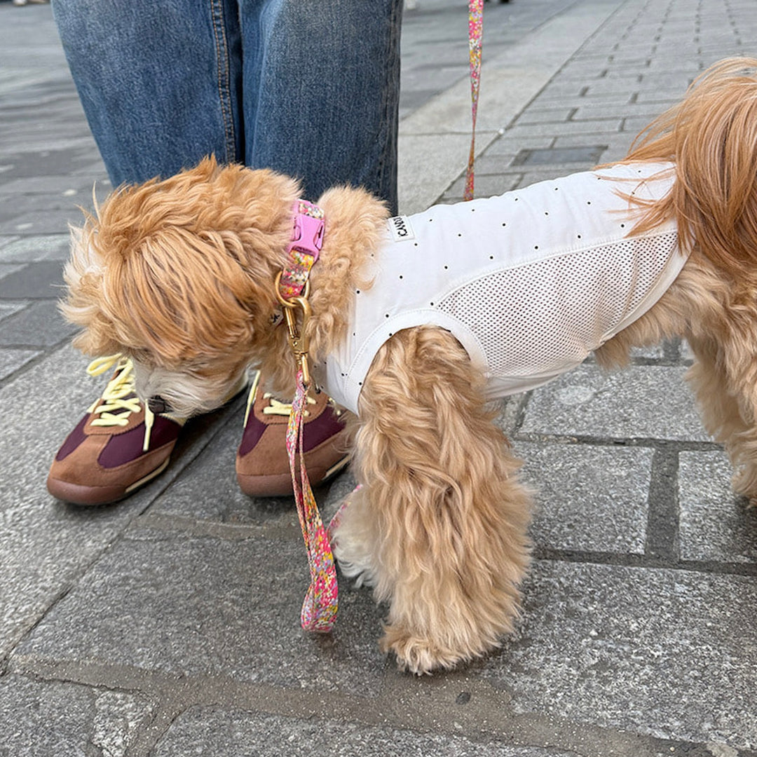 ※予約販売【iCANDOR】Gentle Collar（FLORA）XS-15mm
