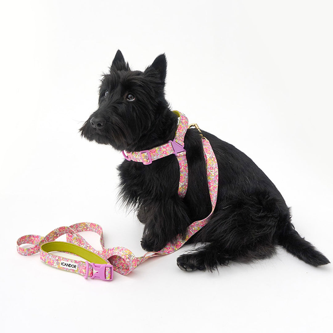 ※予約販売【iCANDOR】Gentle Leash Bolt（FLORA）