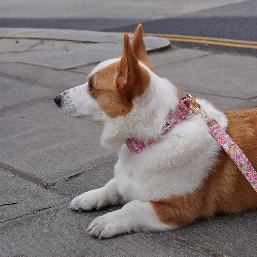 ※予約販売【iCANDOR】Gentle Collar Dual（FLORA）L
