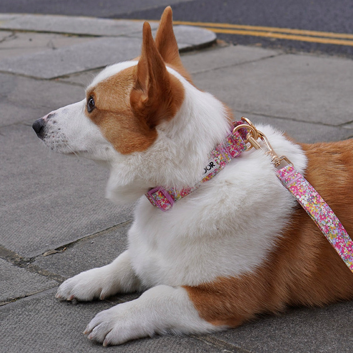 iCANDOR（アイキャンダー）｜ドッグウェア（犬服）・犬用品通販