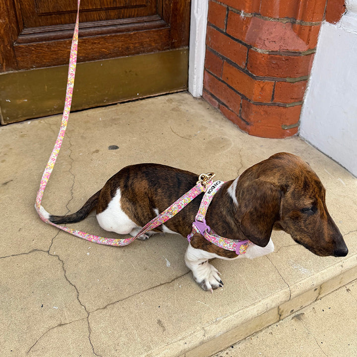 ※予約販売【iCANDOR】Gentle Leash Bolt（FLORA）1.6m-15mm