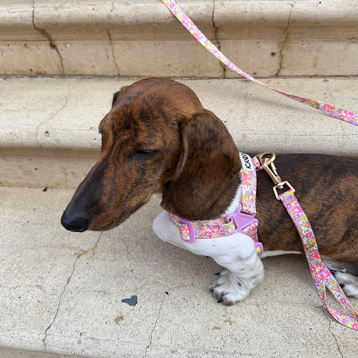 ※予約販売【iCANDOR】Gentle Leash Bolt Long（FLORA）