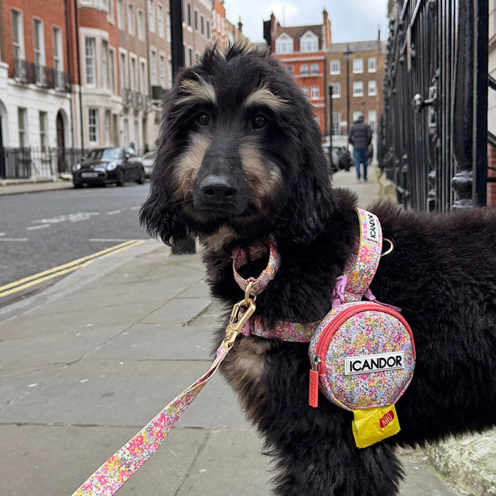 ※予約販売【iCANDOR】MARTINGALE COLLAR BUCKLE（FLORA）