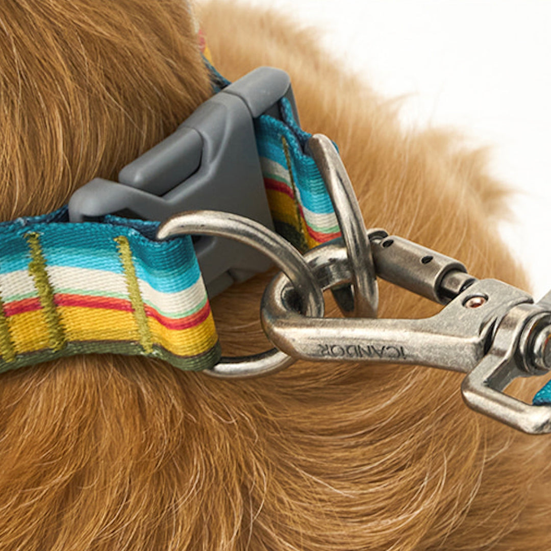 ※予約販売【iCANDOR】Gentle Collar Dual（RIPPLE）S/M