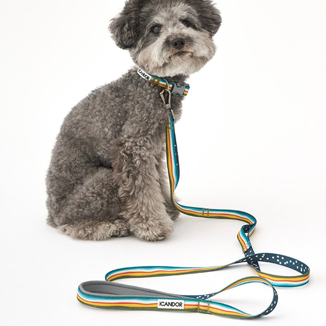 ※予約販売【iCANDOR】Gentle Collar（RIPPLE）XS-15mm