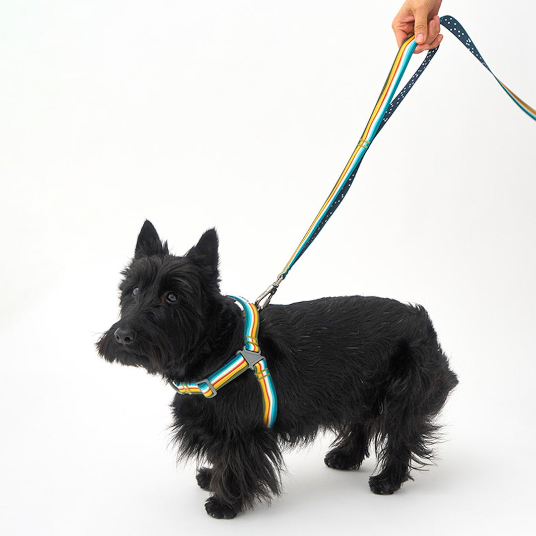 ※予約販売【iCANDOR】Gentle Leash Bolt（RIPPLE）