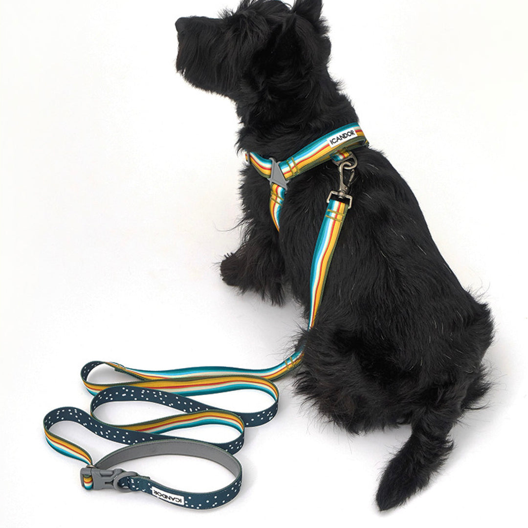 ※予約販売【iCANDOR】Gentle Leash Bolt（RIPPLE）
