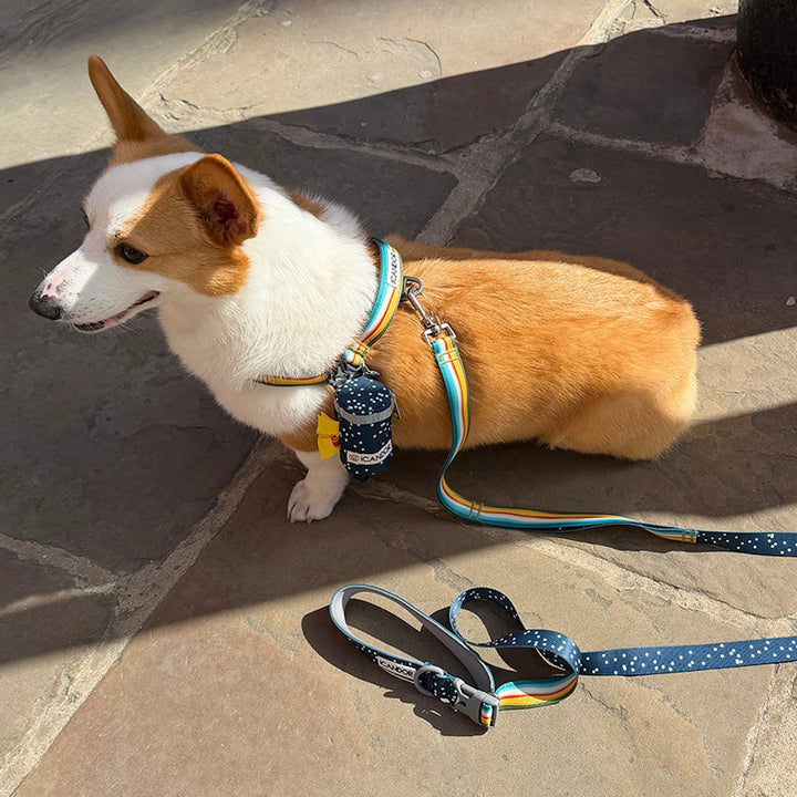 ※予約販売【iCANDOR】Gentle Leash Bolt（RIPPLE）
