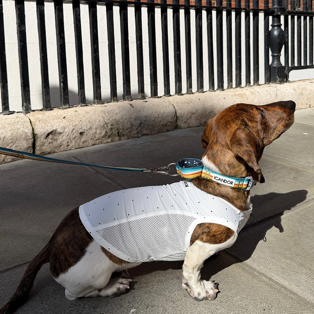 ※予約販売【iCANDOR】Gentle Leash Bolt（RIPPLE）1.6m-15mm
