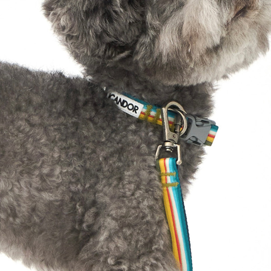 ※予約販売【iCANDOR】Gentle Leash Bolt（RIPPLE）1.6m-15mm