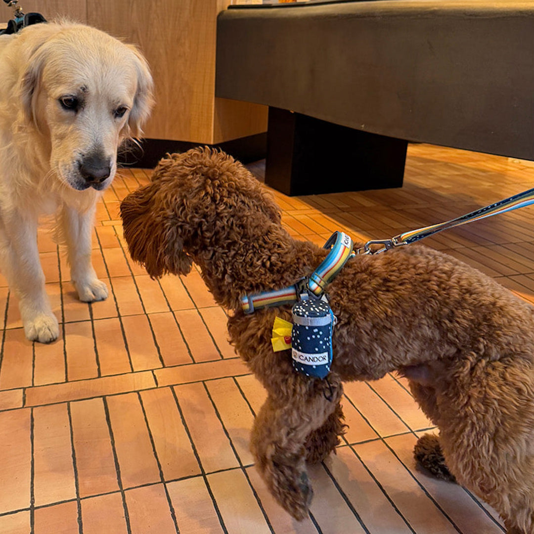 ※予約販売【iCANDOR】Gentle Leash Bolt Long（RIPPLE）