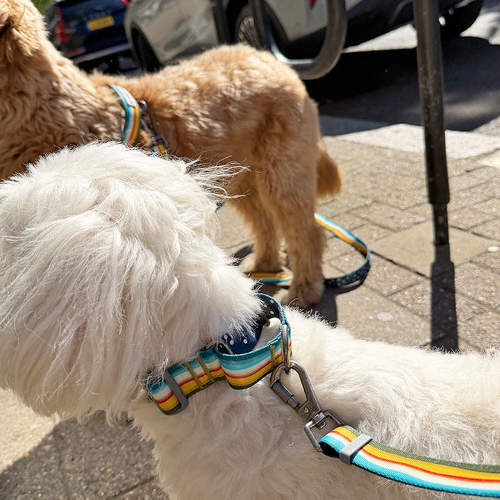 ※予約販売【iCANDOR】Gentle Leash Bolt Long（RIPPLE）
