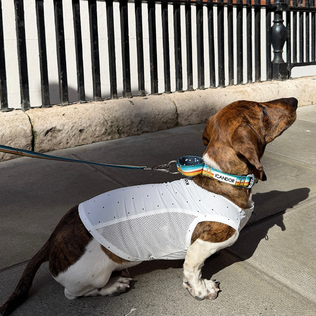※予約販売【iCANDOR】MARTINGALE COLLAR BUCKLE（RIPPLE）