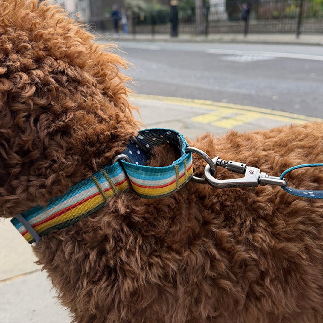 ※予約販売【iCANDOR】MARTINGALE COLLAR BUCKLE（RIPPLE）