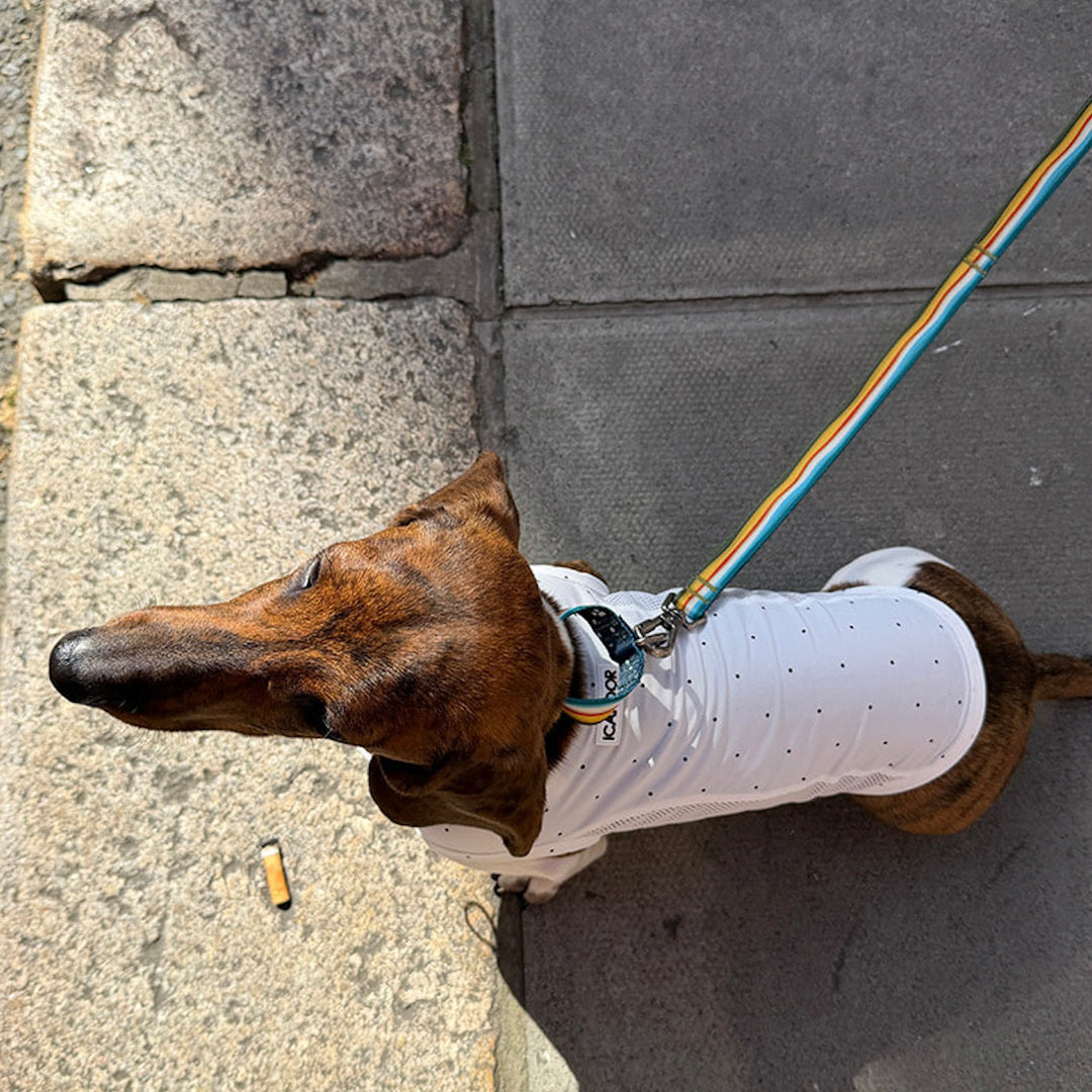 ※予約販売【iCANDOR】MARTINGALE COLLAR BUCKLE（RIPPLE）