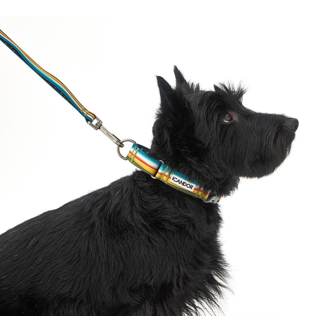 ※予約販売【iCANDOR】MARTINGALE COLLAR BUCKLE（RIPPLE）