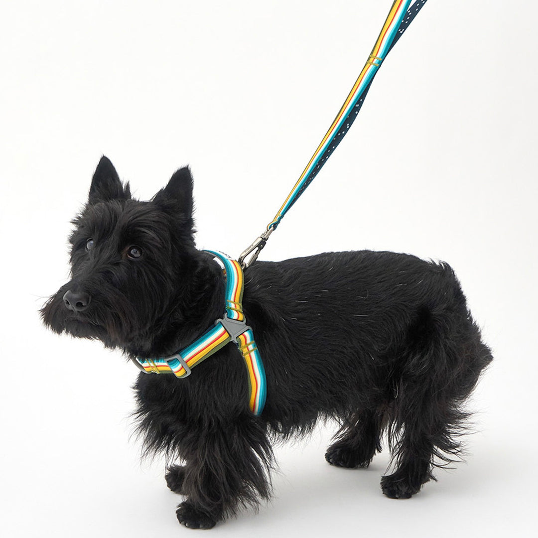 ※予約販売【iCANDOR】No-Pull Harness（RIPPLE）｜犬用ハーネス