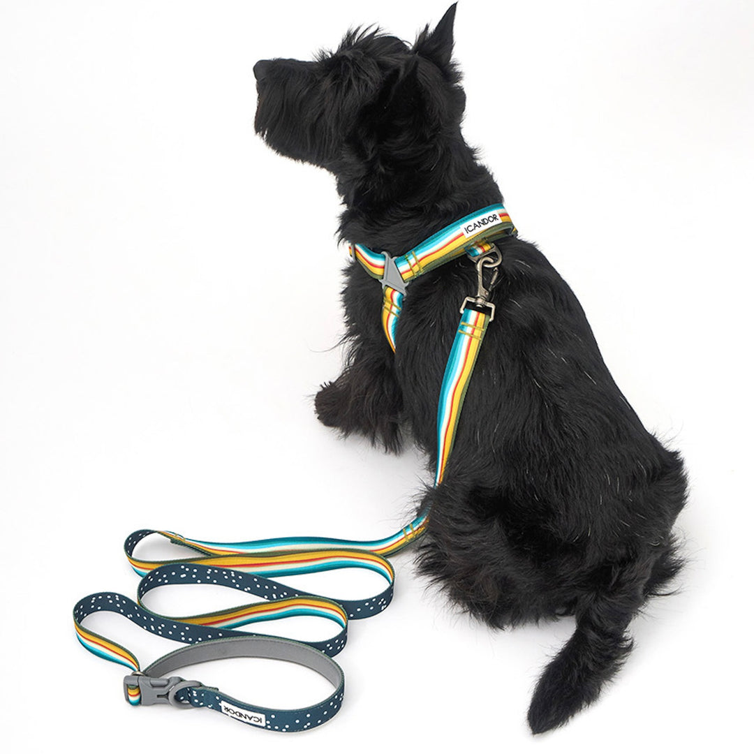 ※予約販売【iCANDOR】No-Pull Harness（RIPPLE）｜犬用ハーネス