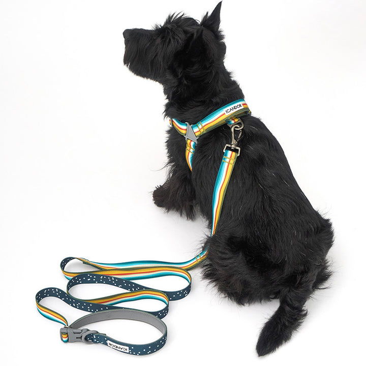 ※予約販売【iCANDOR】No-Pull Harness（RIPPLE）｜犬用ハーネス