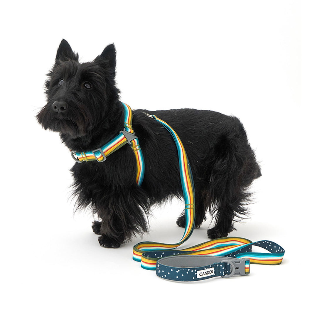※予約販売【iCANDOR】No-Pull Harness（RIPPLE）｜犬用ハーネス