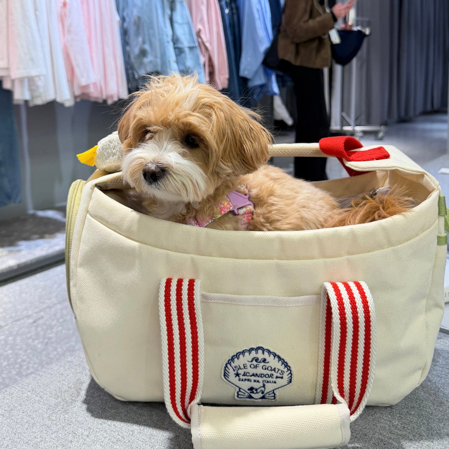 iCANDOR PEEK-A-BOO BAG Mサイズ 海外犬服 高品質なインポートのドッグウェア通販 