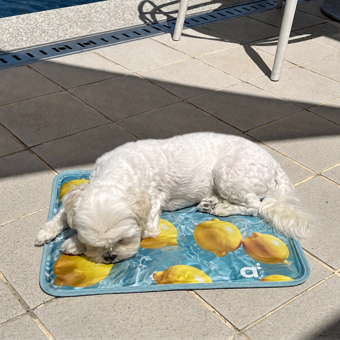 ※予約販売【a tous moments】Lemon Cool Mat